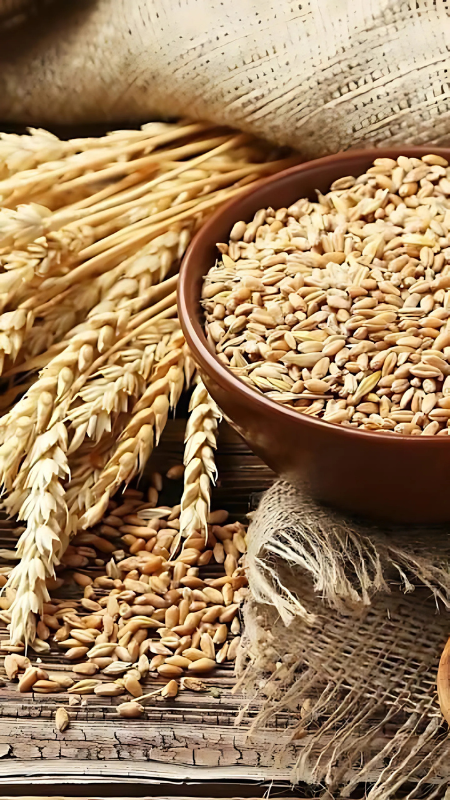 Kiloi rice with best quality 2025 and more to come