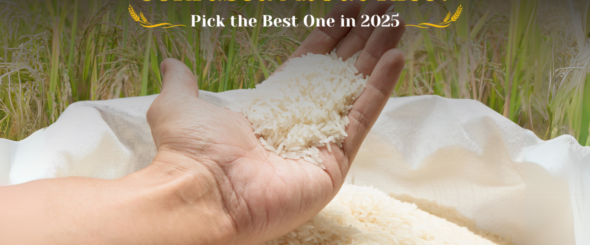 Best Rice in 2025: Kiloi Rice